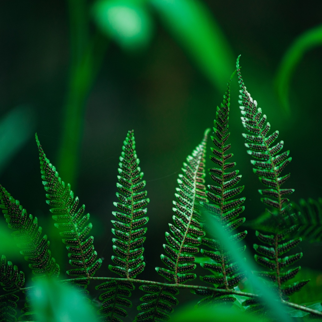 Зеленые листья папоротника крупным планом