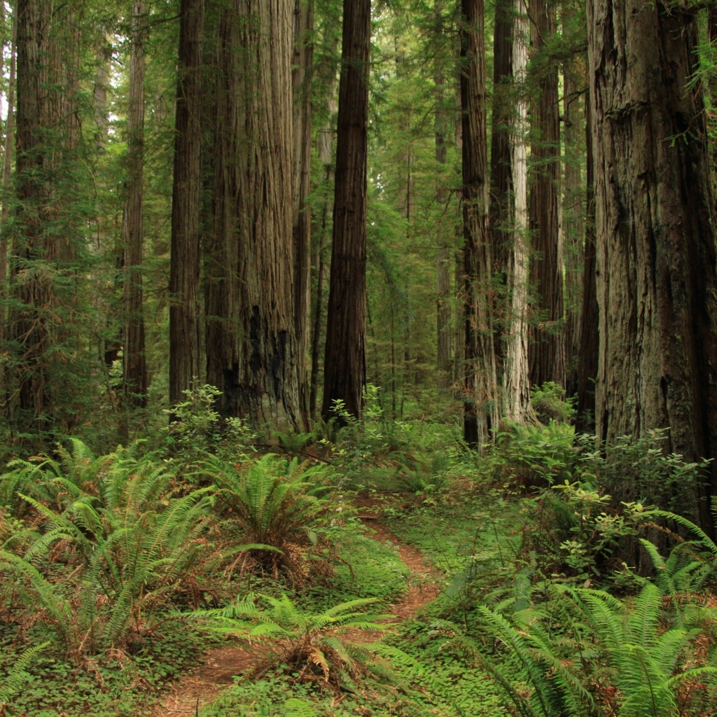 Зеленый папоротник с деревьями в лесу