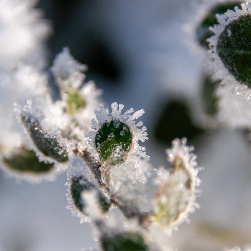 Зеленые листья покрытые холодным инеем