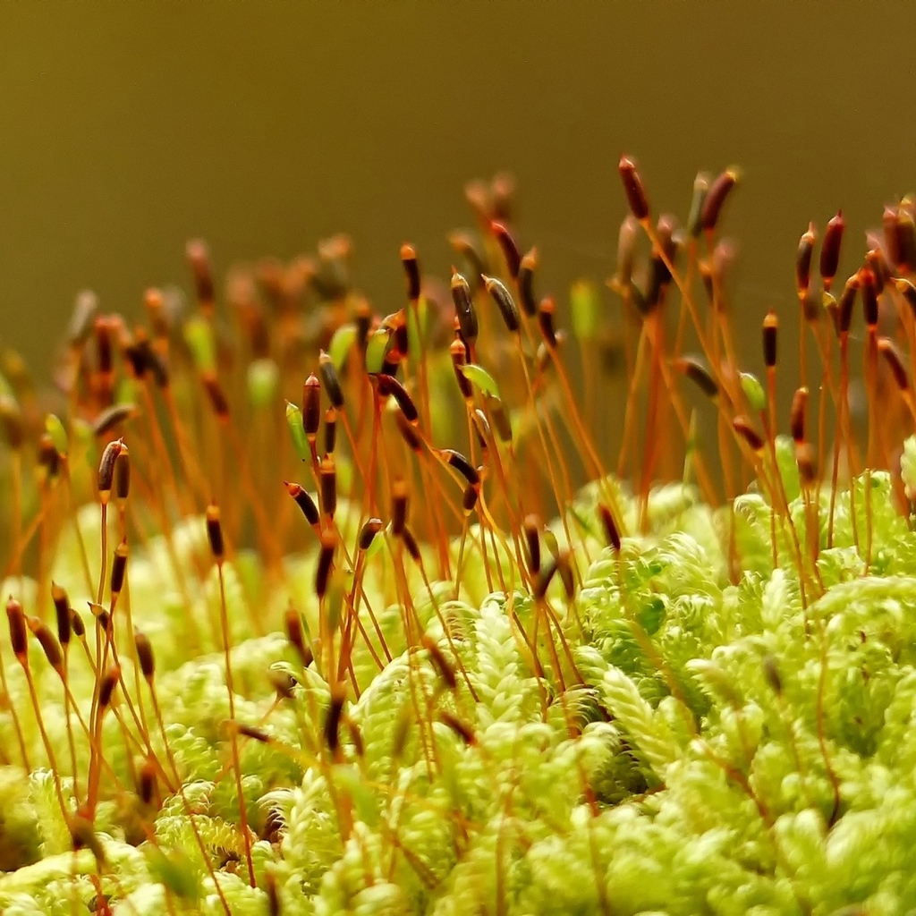 Зеленый мох на земле крупным планом