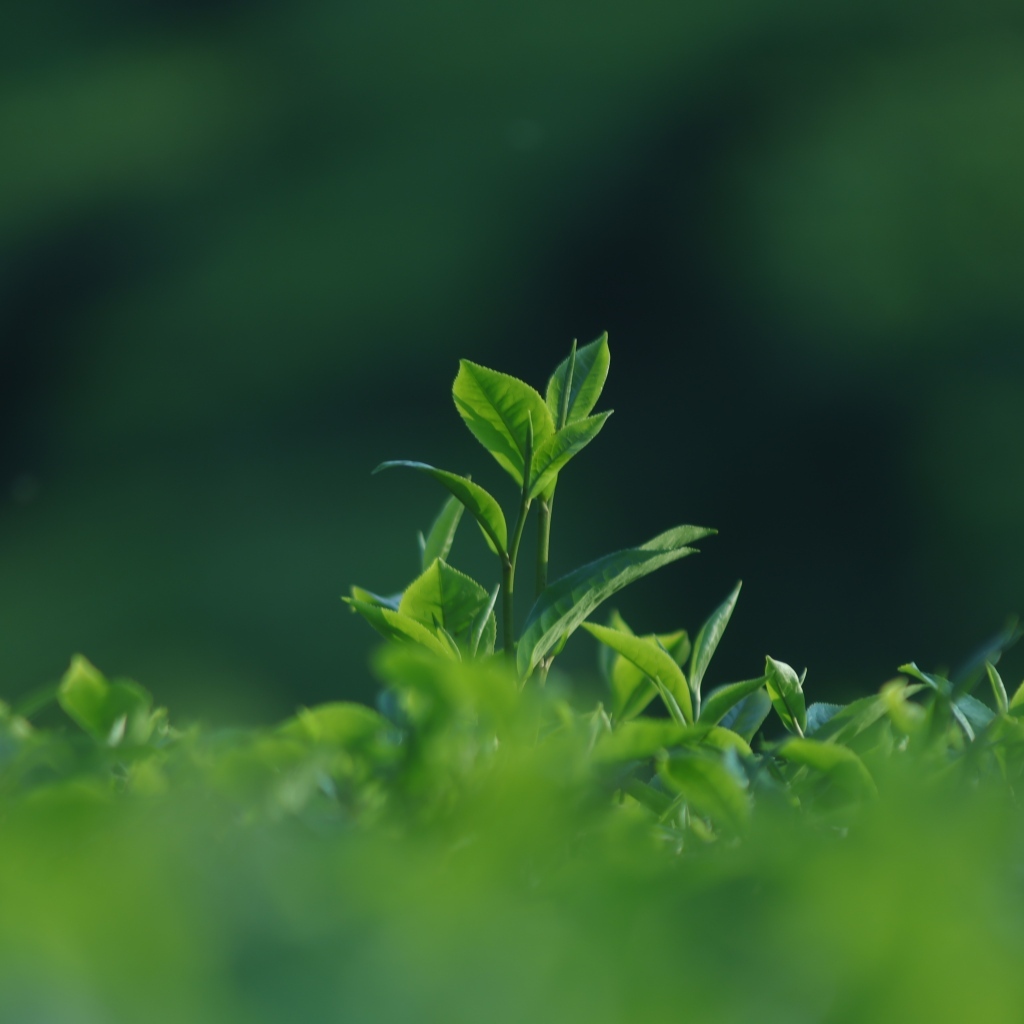 Зеленые листья чая на плантации