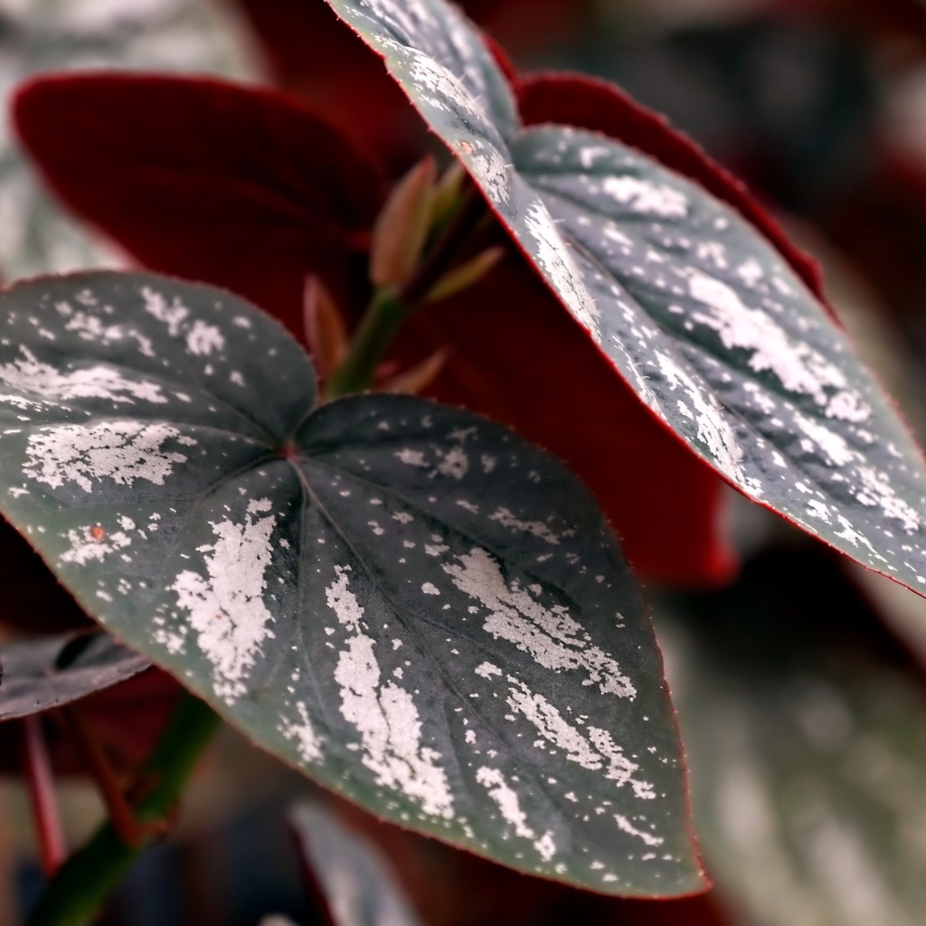 Огромные зеленые с белыми полосками листья растения