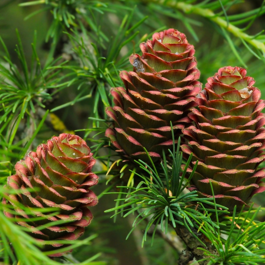 Большие шишки на ветках хвойного дерева