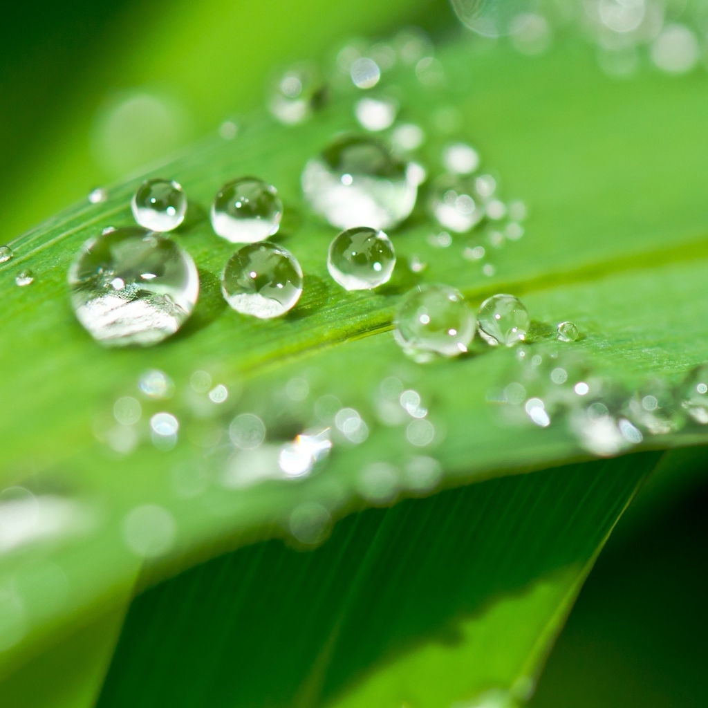 Много капель воды на зеленом листке