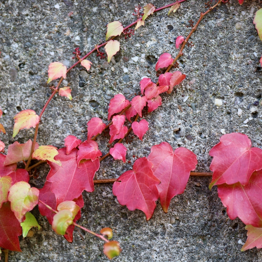 Розовые листья декоративного винограда на стене