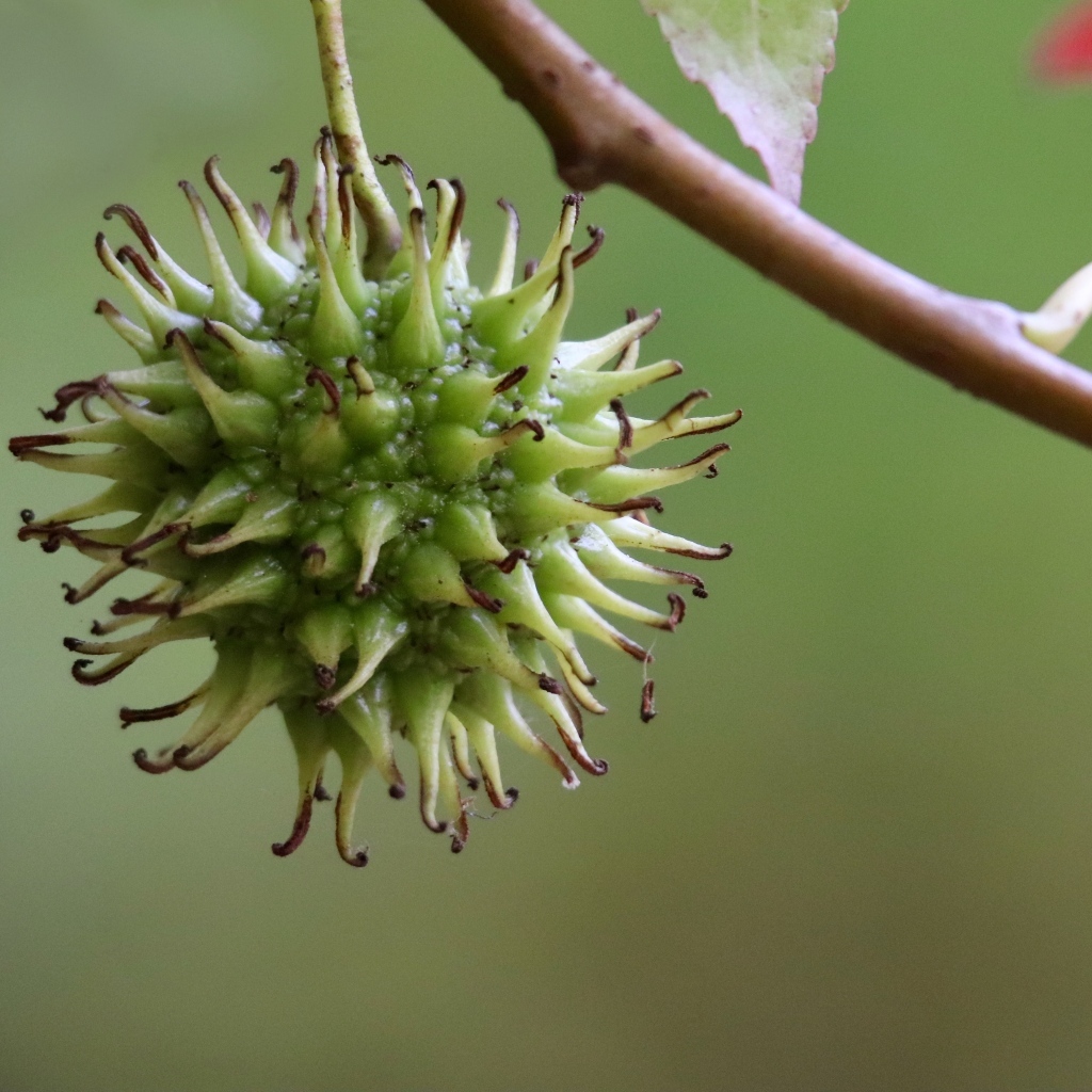 Колючий плод на ветке дерева
