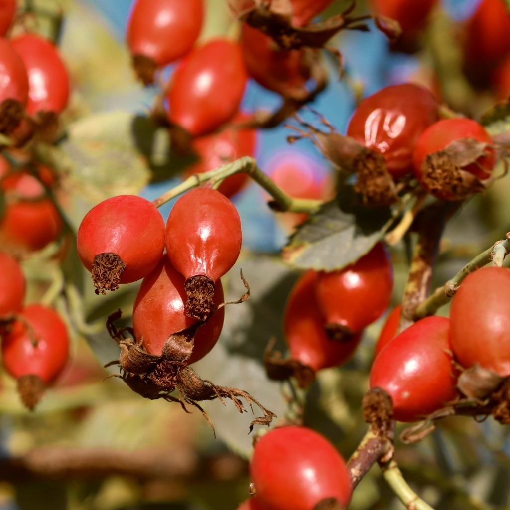 Красные ягоды шиповника на ветках
