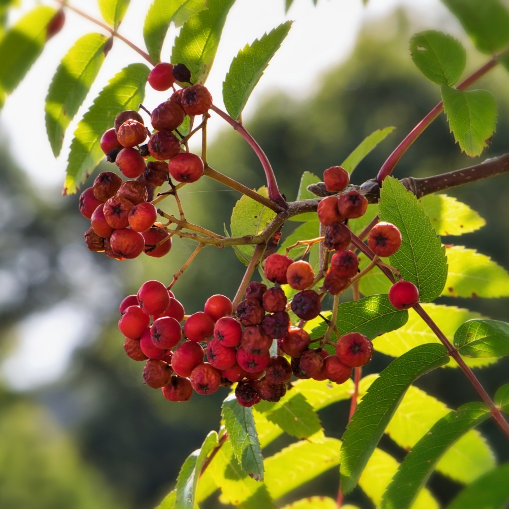 Красные ягоды рябины на ветке крупным планом