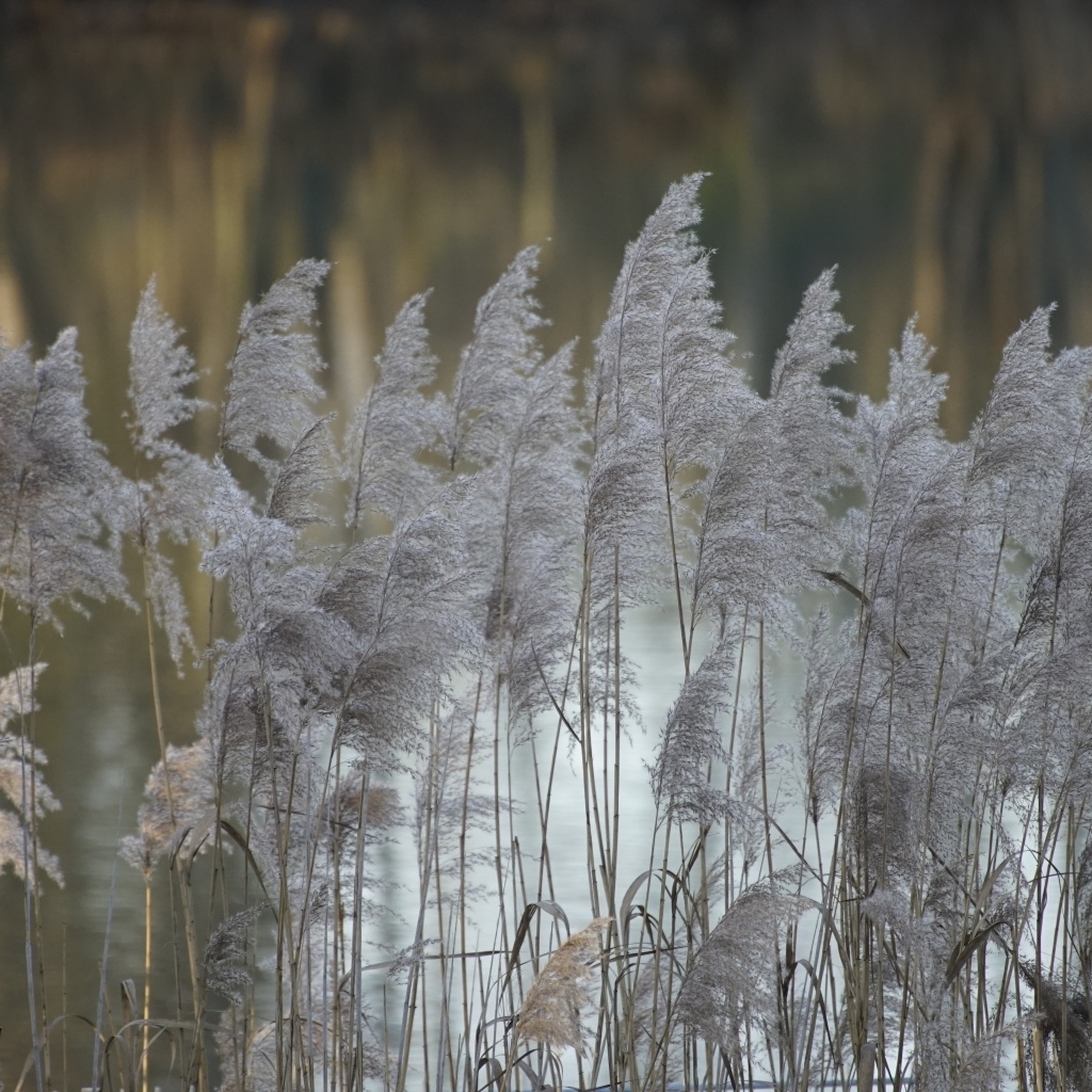 Колосья тростника у воды