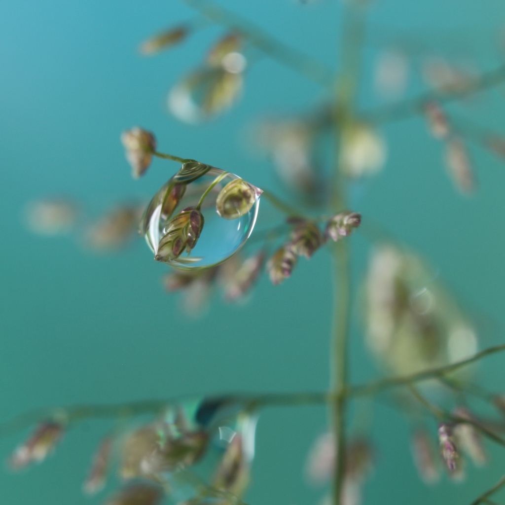 Прозрачная капля на колоске 