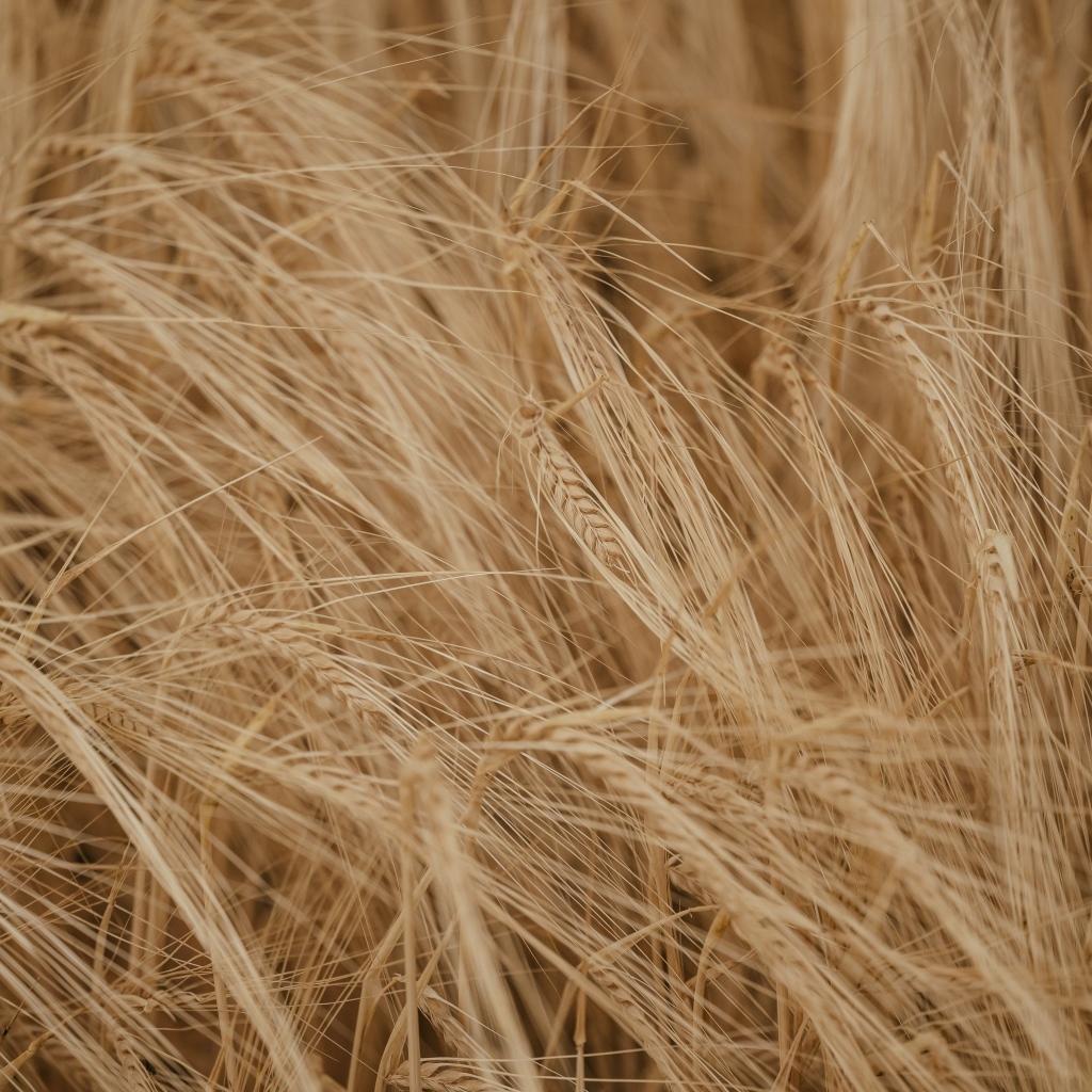 Желтая сухая пшеница крупным планом на поле