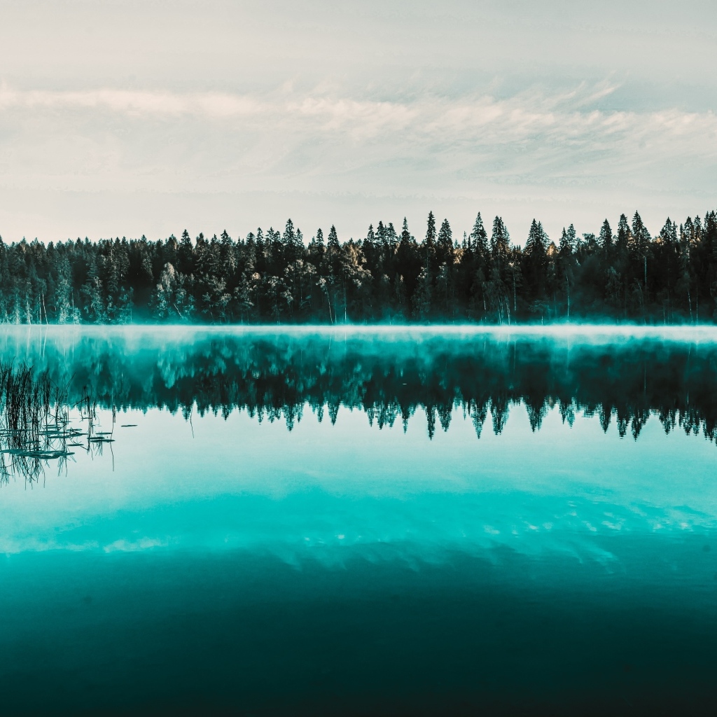 Туман над холодным озером у хвойного леса