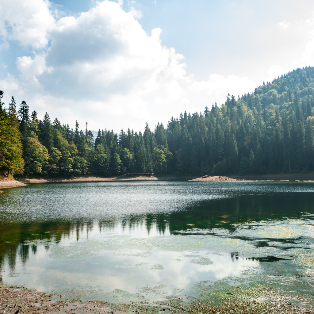 Лесное озеро покрывается тиной на берегу
