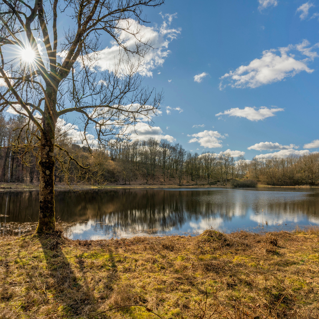 Озеро и деревья в парке в лучах солнца