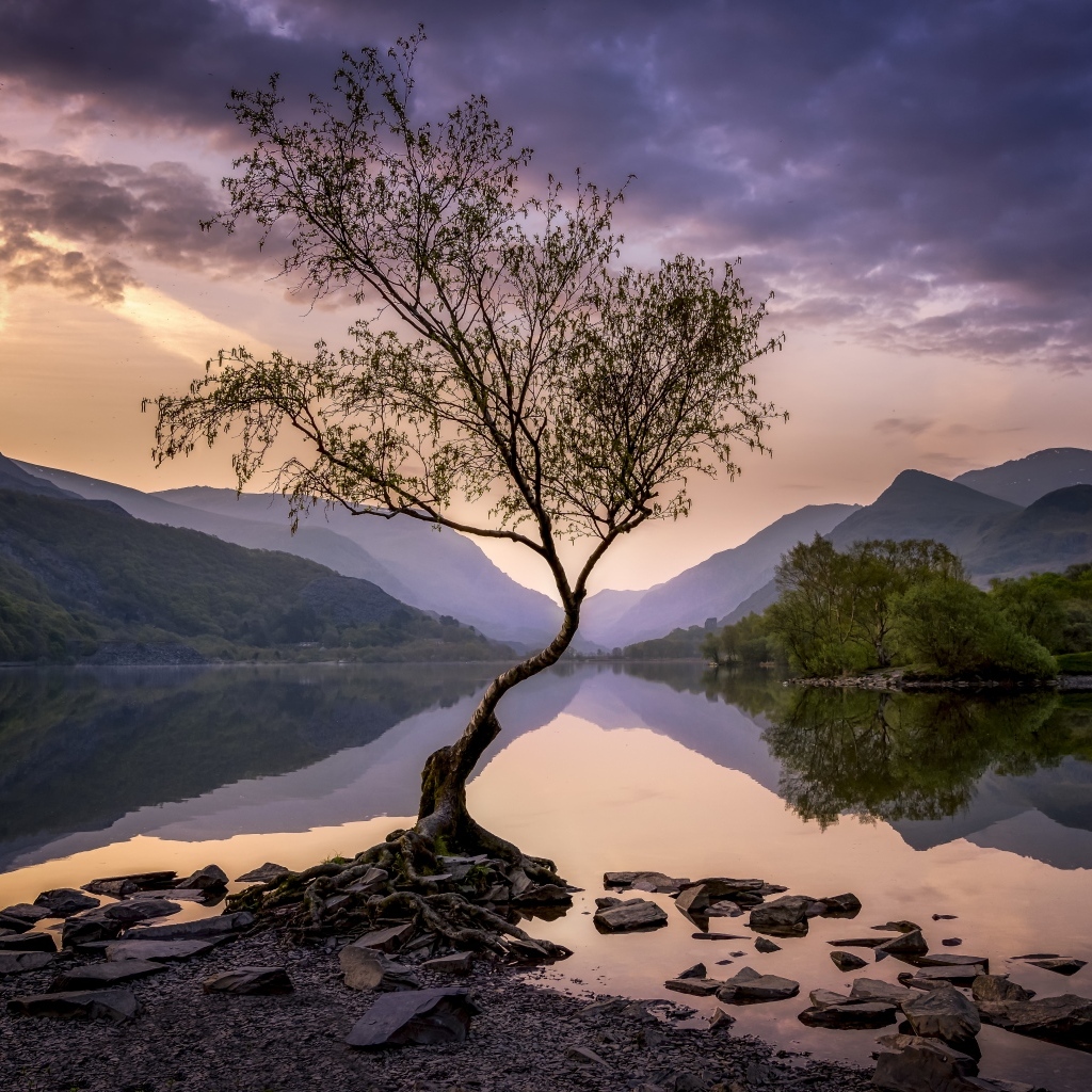 Одинокое дерево на берегу озера