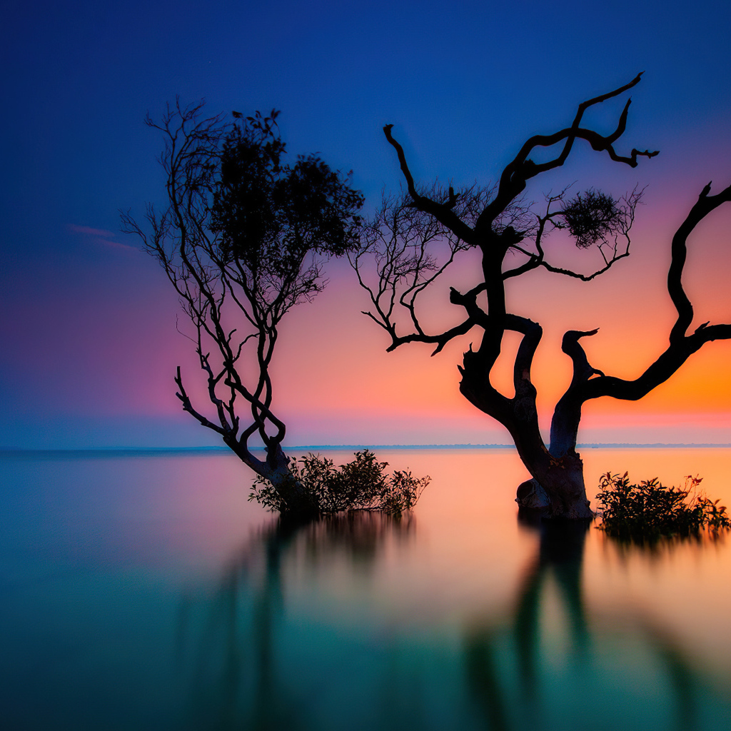 Сухие деревья в воде озера на закате