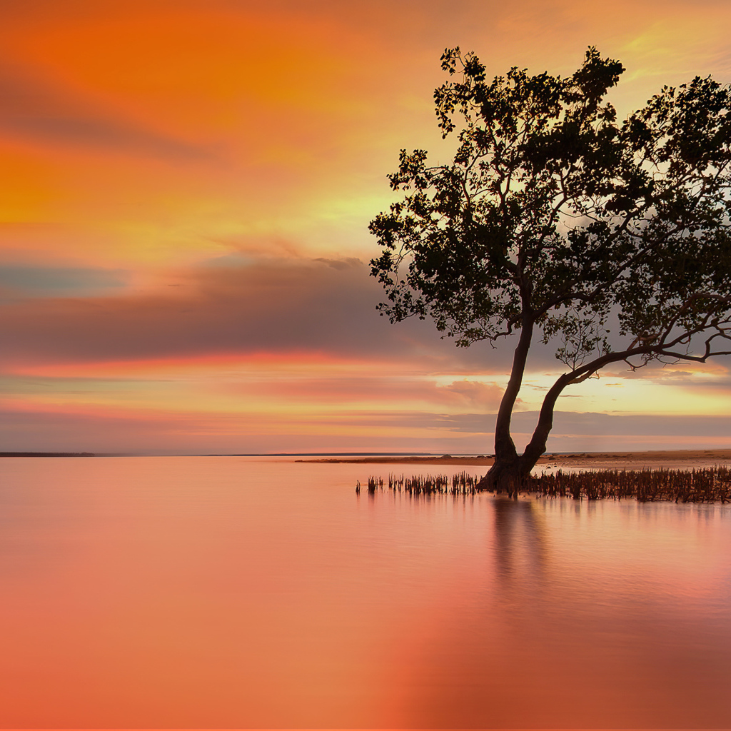 Одинокое дерево в озере на закате солнца