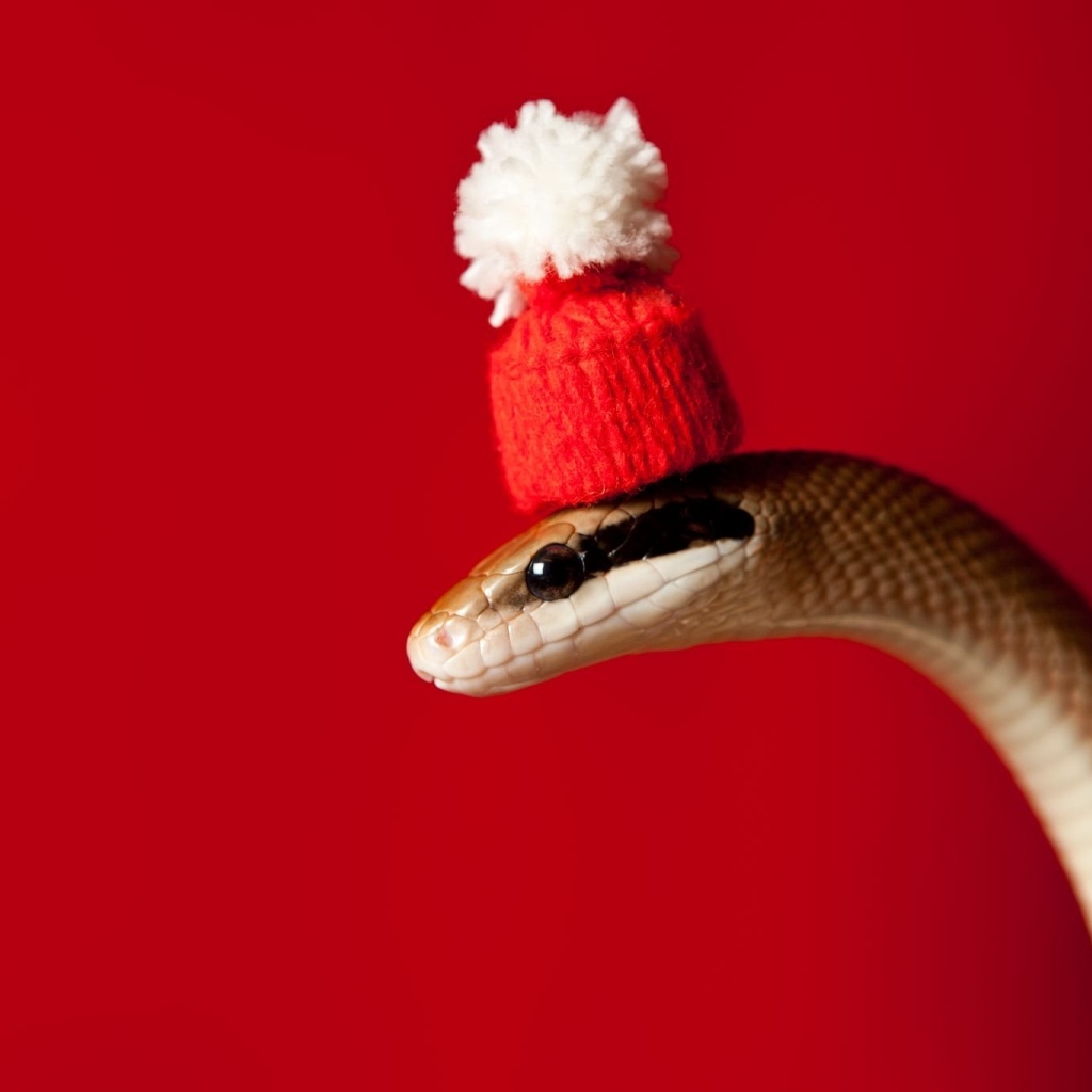 Змея в новогодней шапке на красном фоне