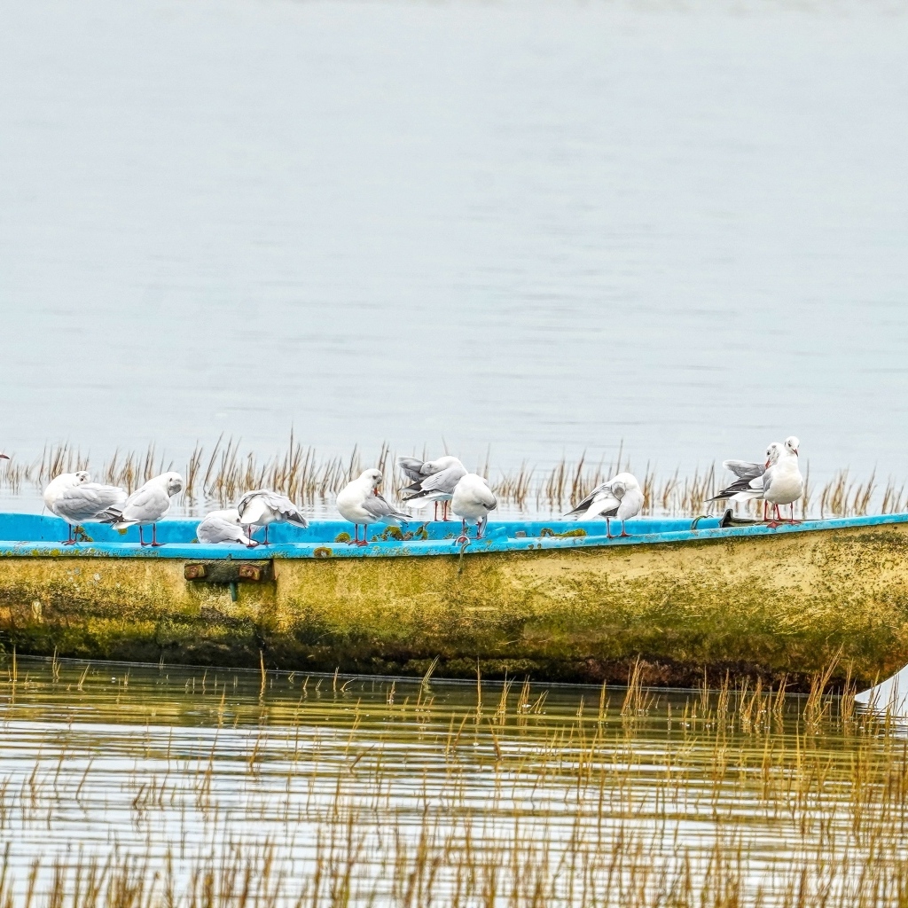 Чайки сидят на старой лодке на берегу реки