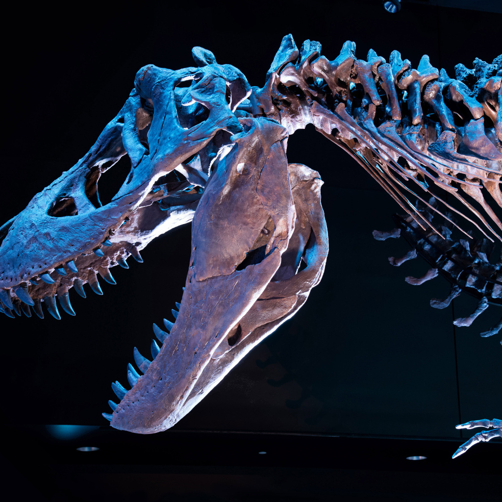 Скелет тираннозавра на черном фоне