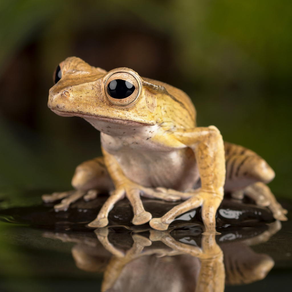 Маленькая лягушка с большими глазами в воде