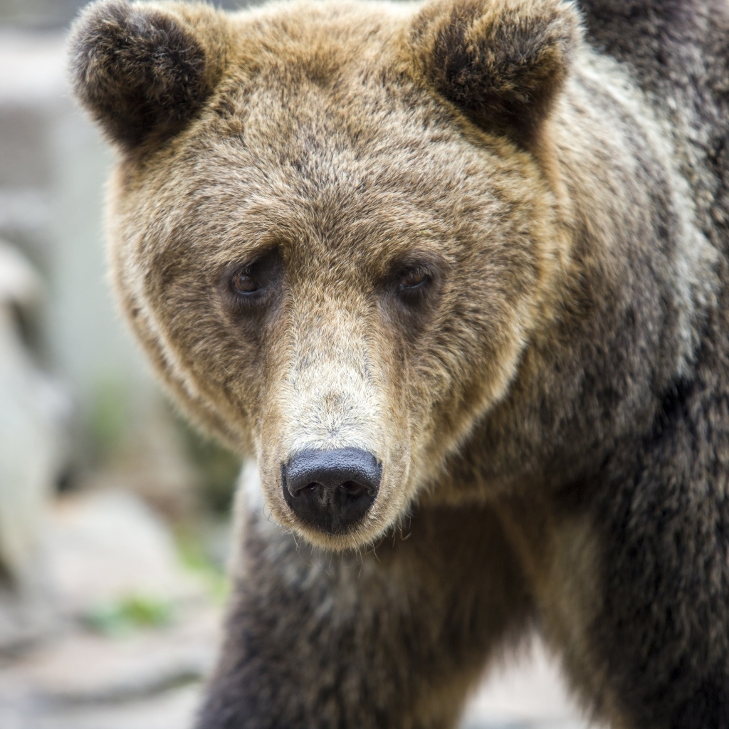 Большой бурый медведь с черным носом