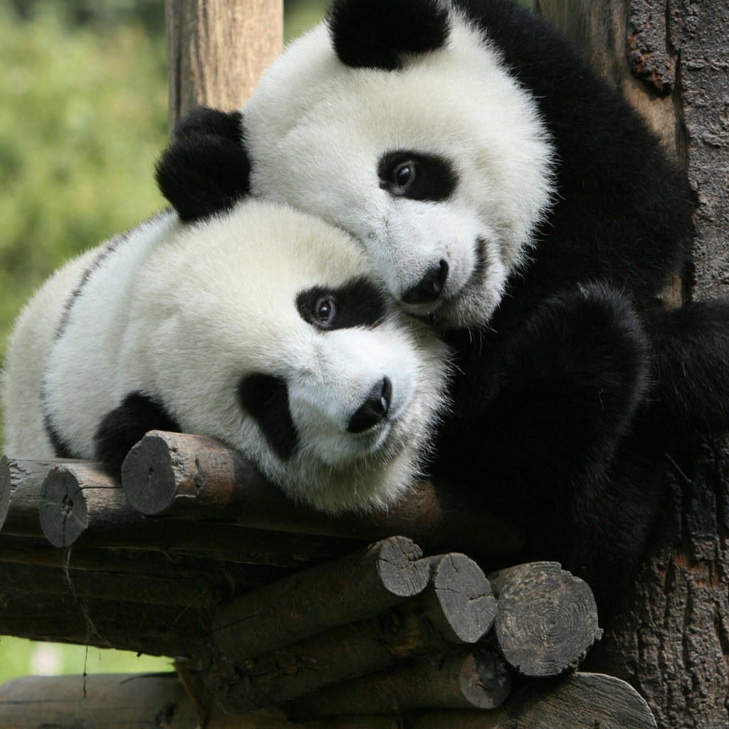 Две маленькие панды в зоопарке 