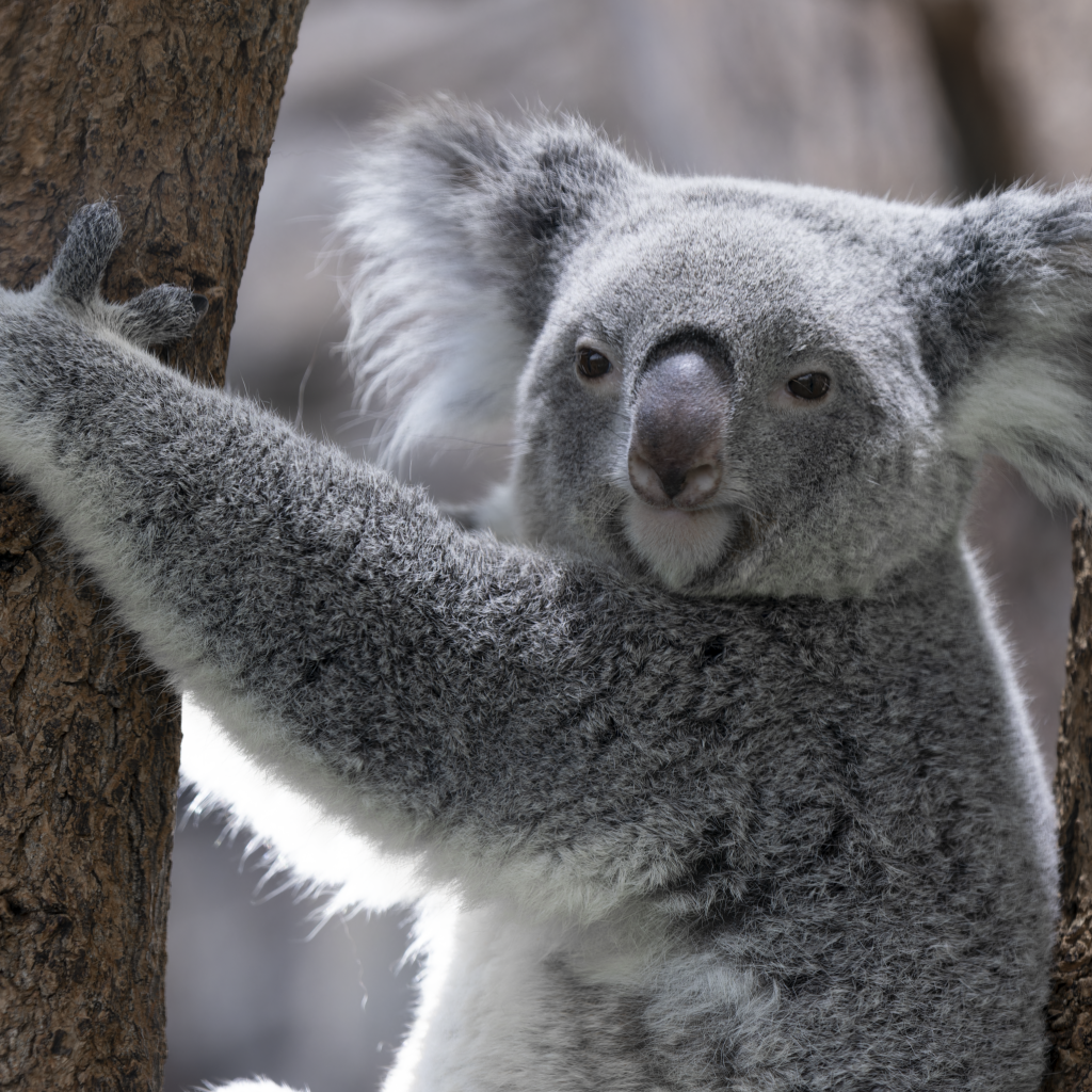 Большая коала висит на дереве