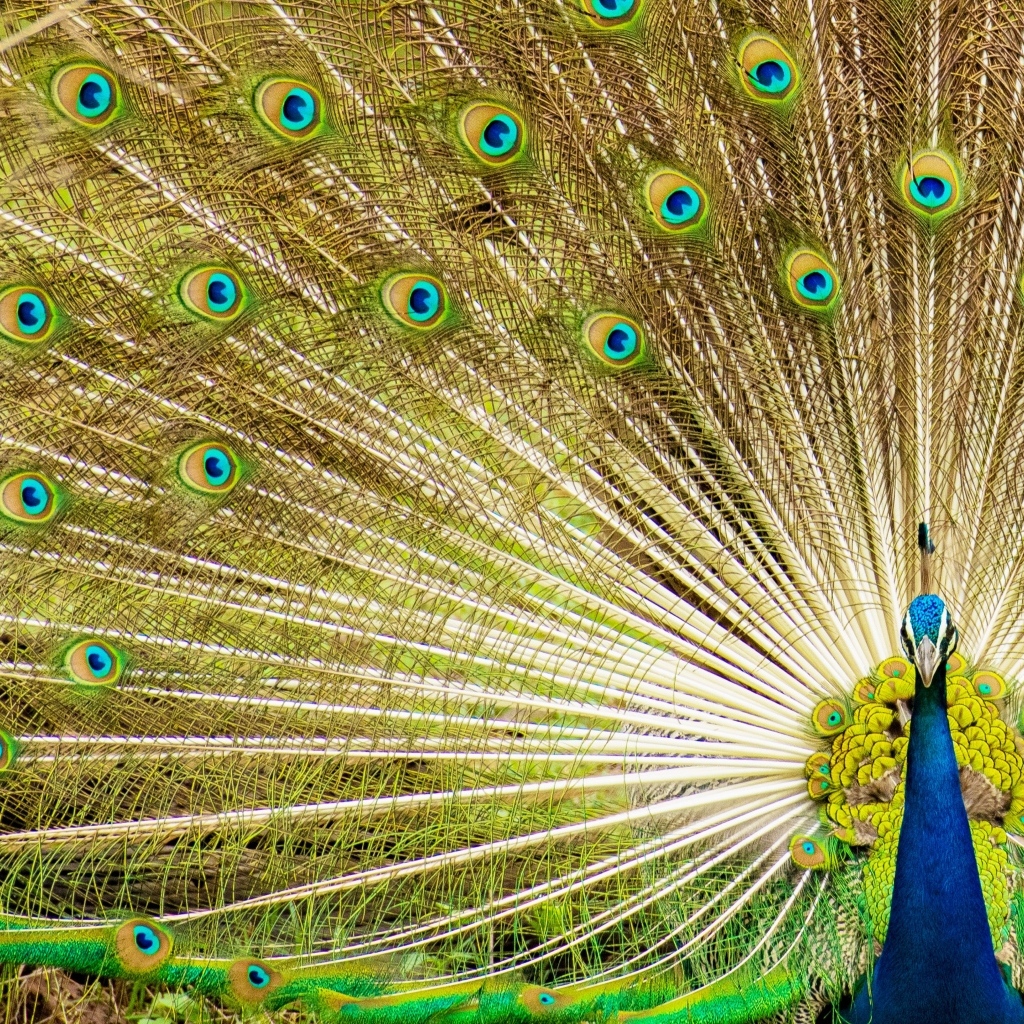 Красивый павлин расправил хвост 