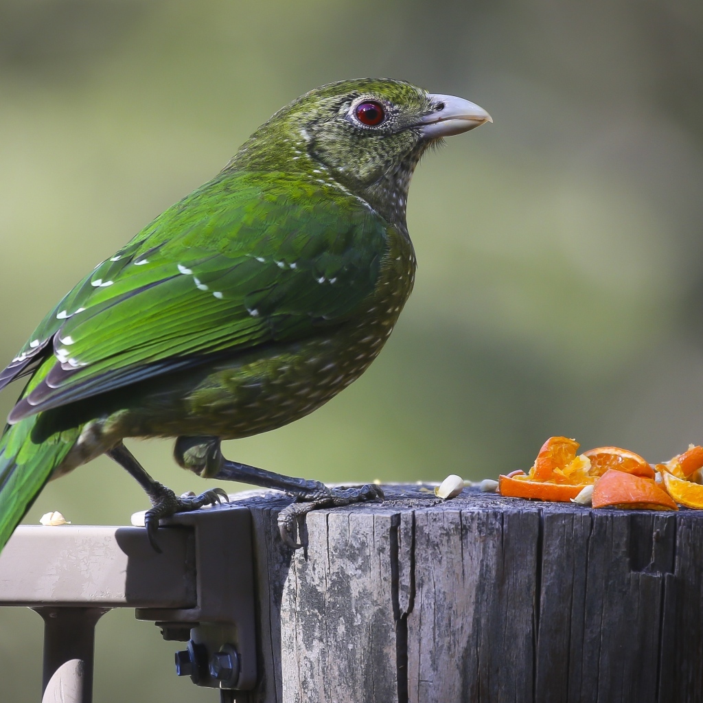 Зеленая птица на пне ест апельсиновые корки