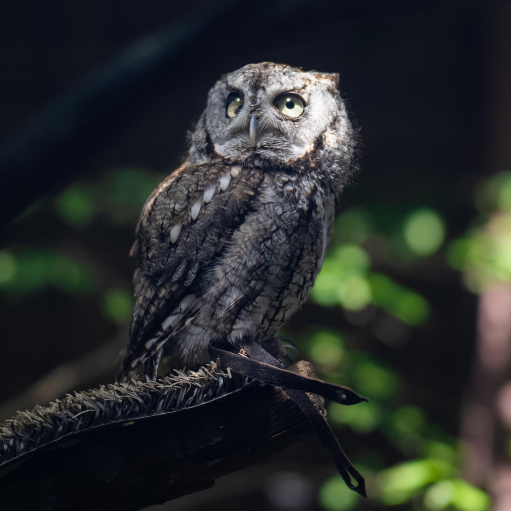 Серая сова сидит на ветке дерева в лесу