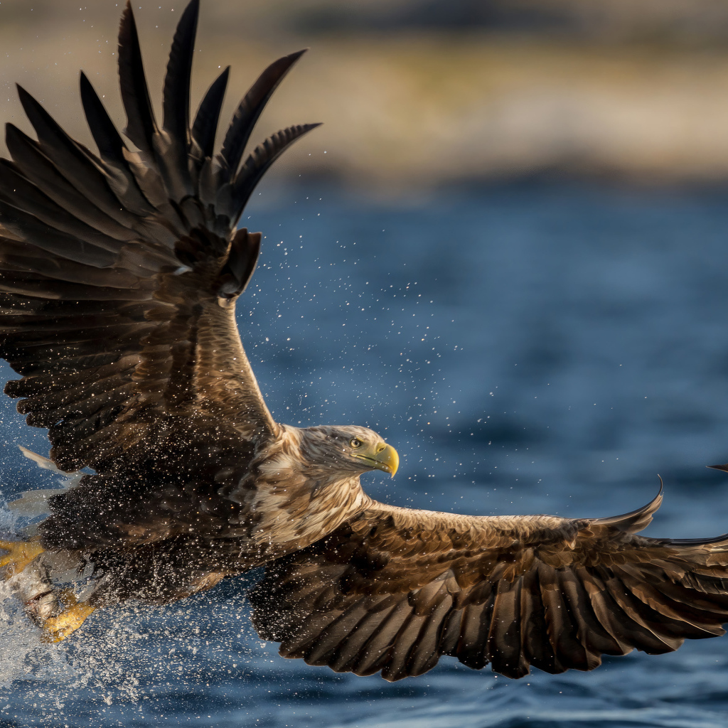 Большой орел охотится в воде