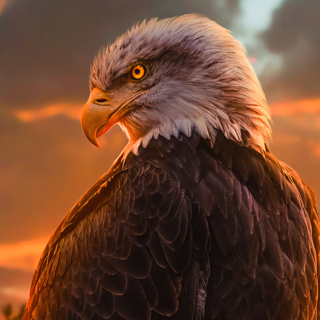 Большой хищный орел с яркими глазами
