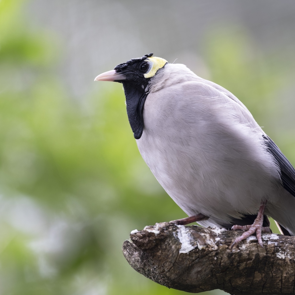 Большая серая птица сидит на ветке