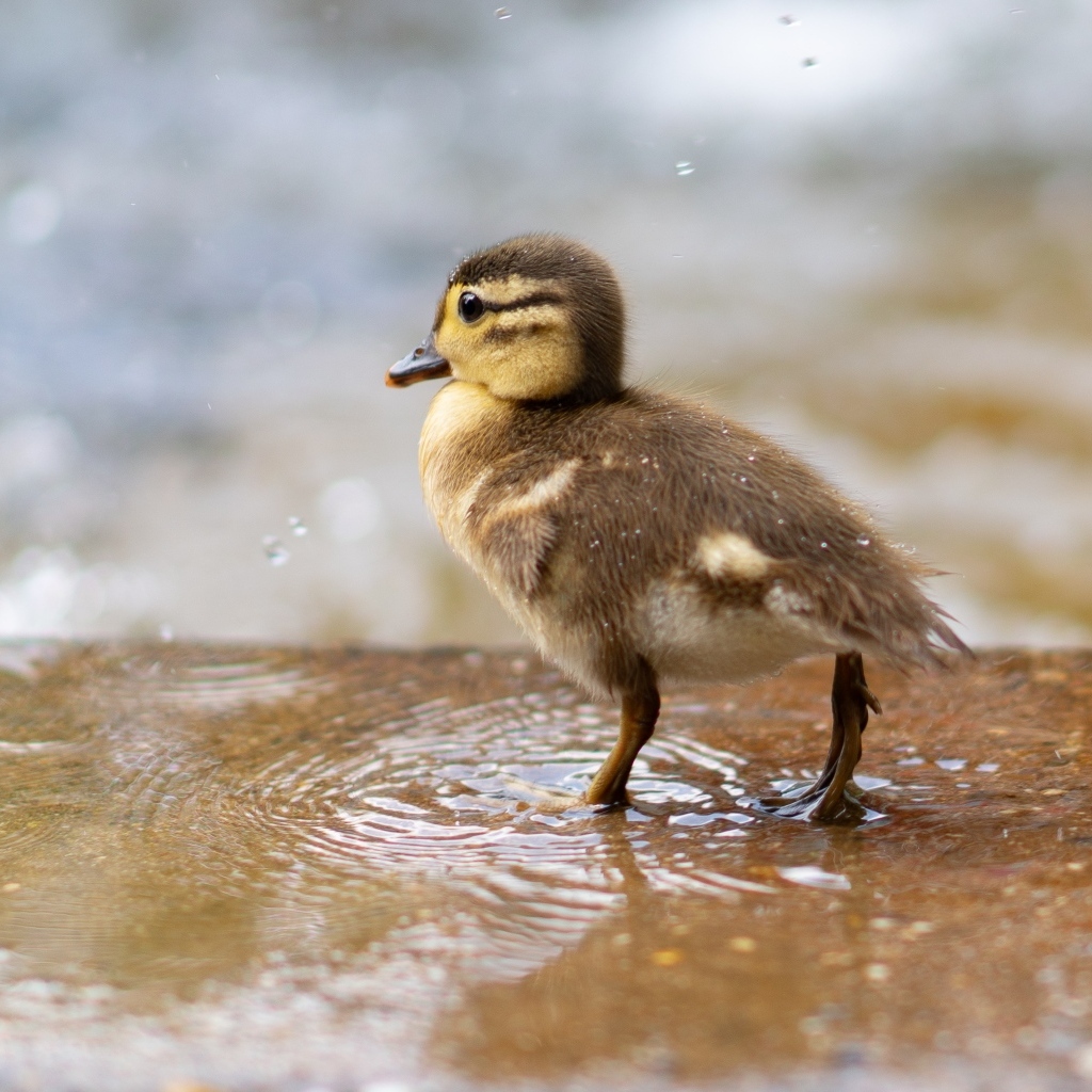 Маленький утенок стоит в луже