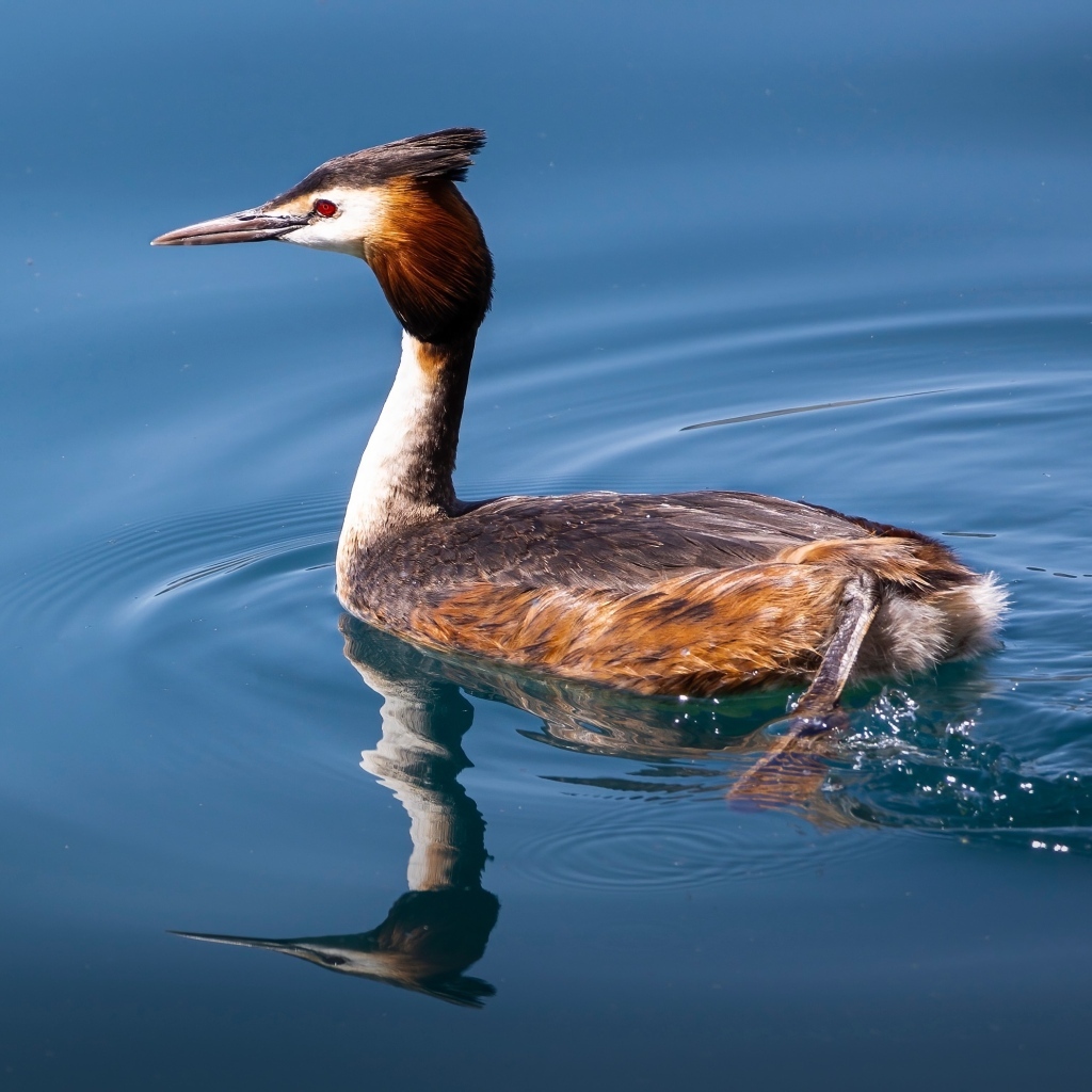 Утка гагара плывет по воде