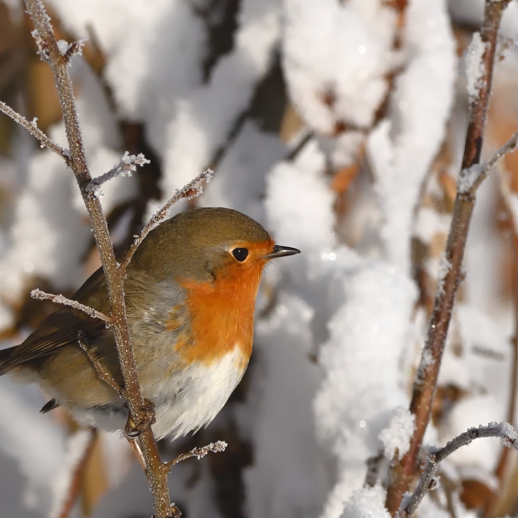 Маленькая птичка на покрытой инеем ветке