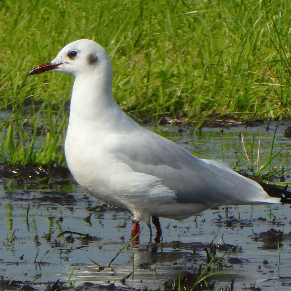 Белая чайка стоит в воде 