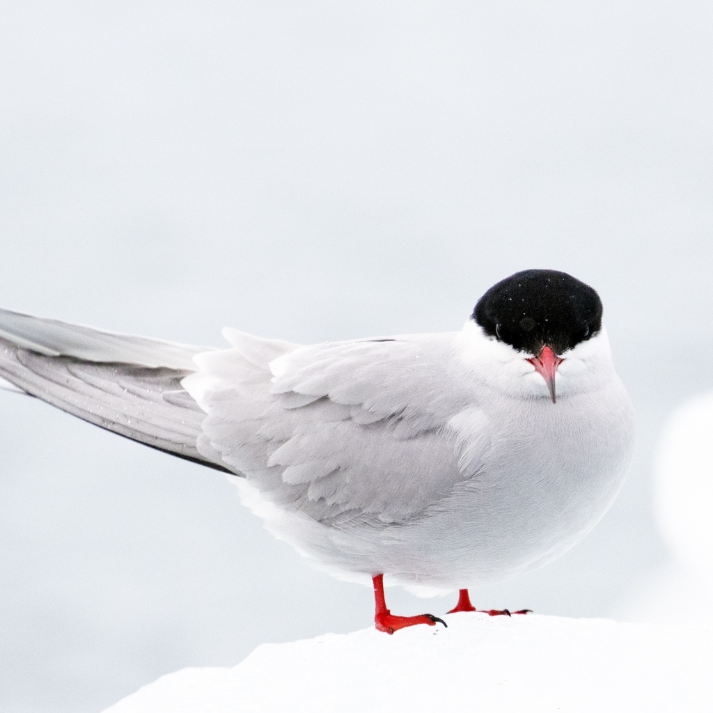 Арктическая чайка сидит на снегу