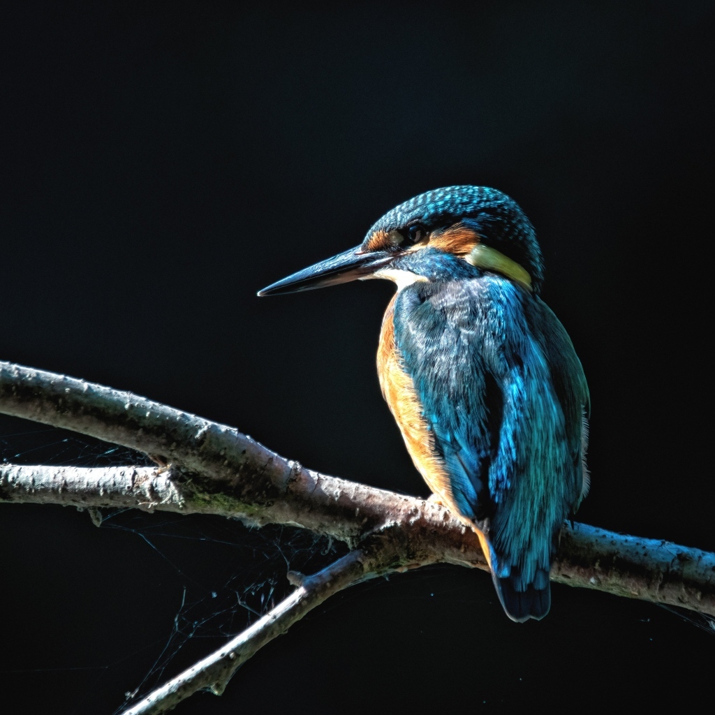 Синяя птица зимородок сидит на ветке на черном фоне
