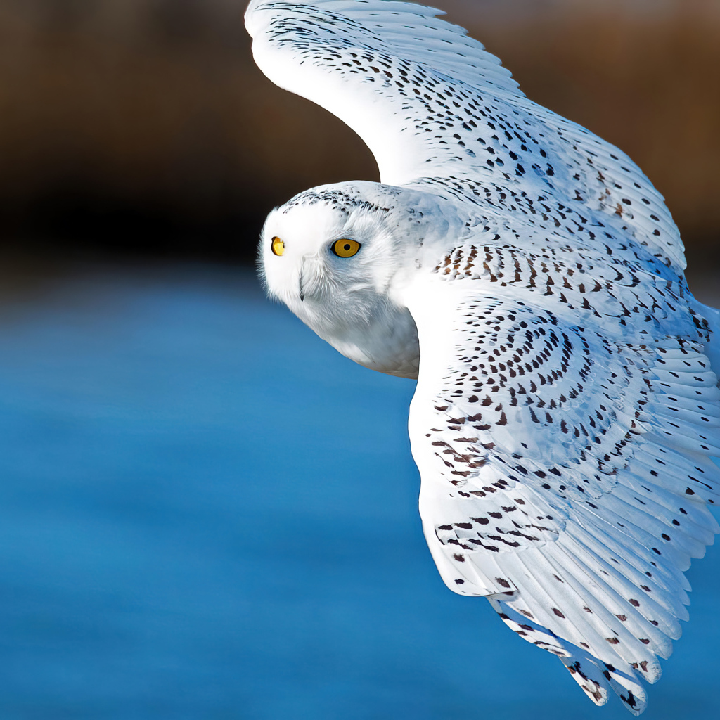 Большая белая сова летит в воздухе