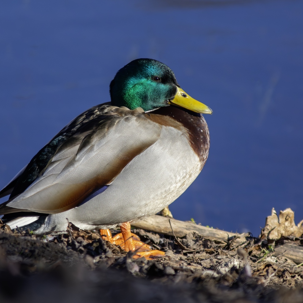 Селезень с зеленой головой у пруда