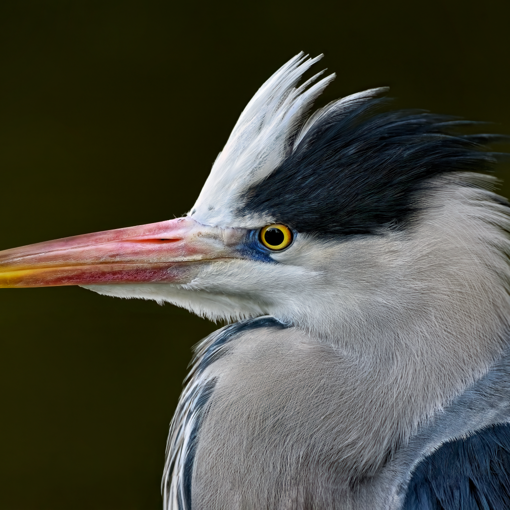 Серая цапля с острым красным клювом