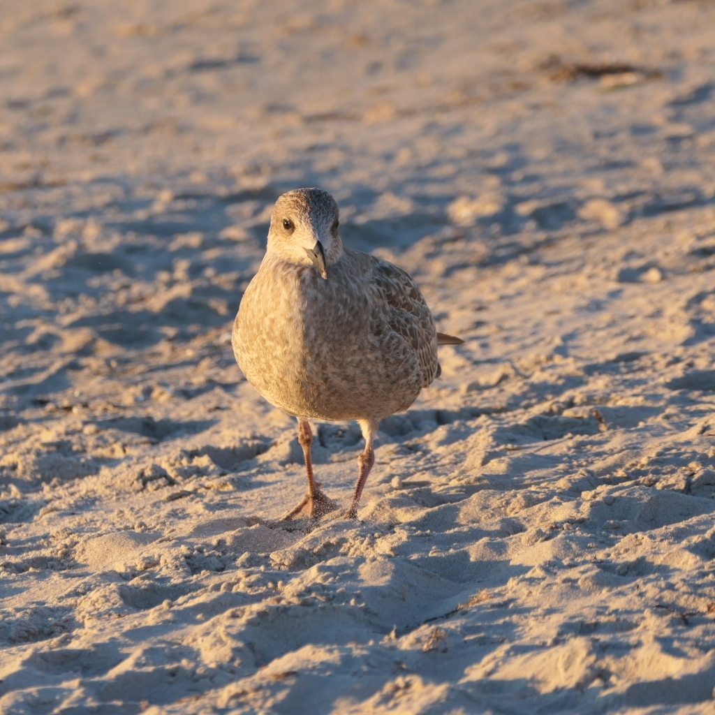 Маленькая серая птичка на песке
