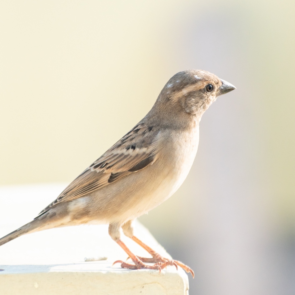 Маленький серый воробей крупным планом