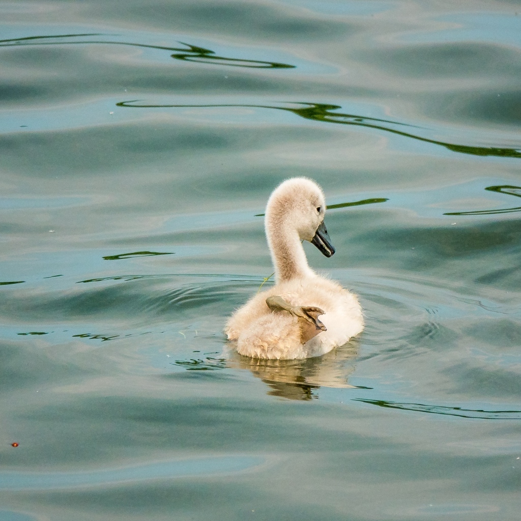 Маленький птенец лебедя в воде