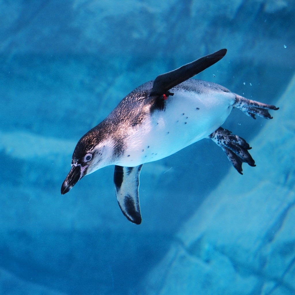 Пингвин плывет под водой