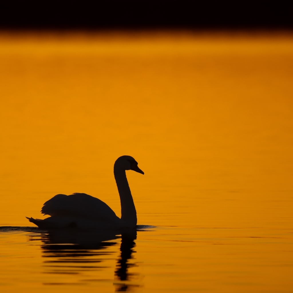 Силуэт лебедя в воде на закате