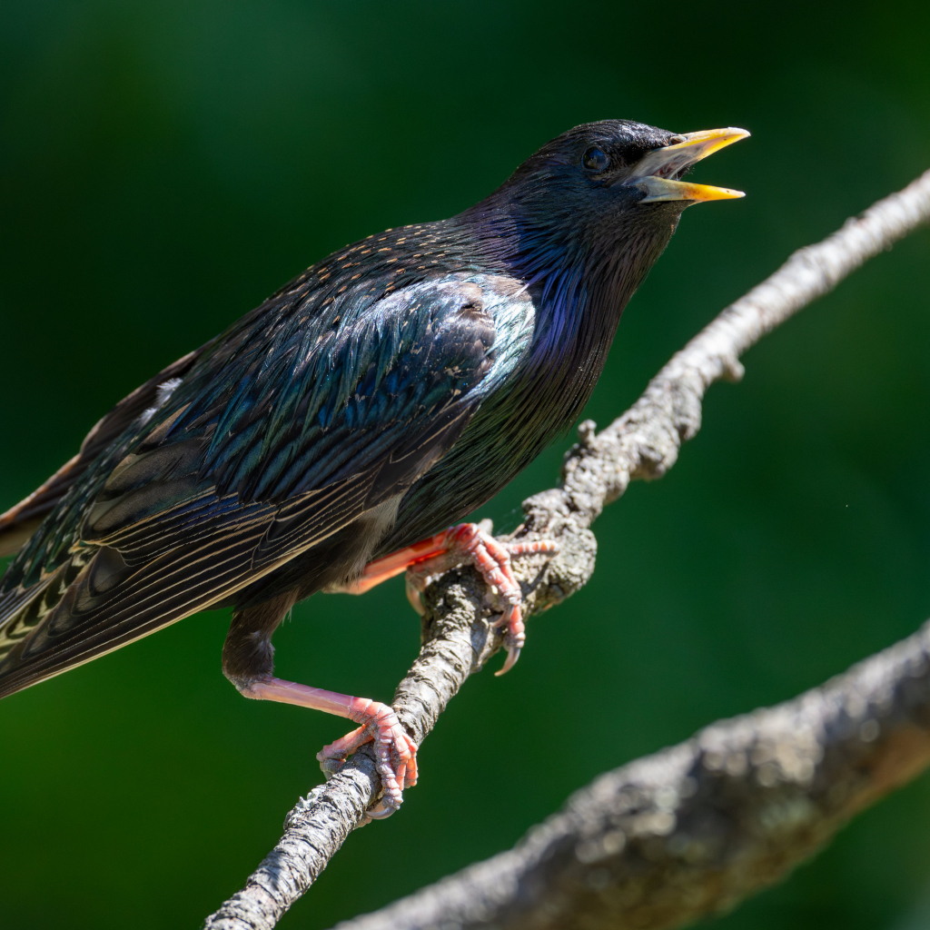 Скворец с открытым клювом на дереве 