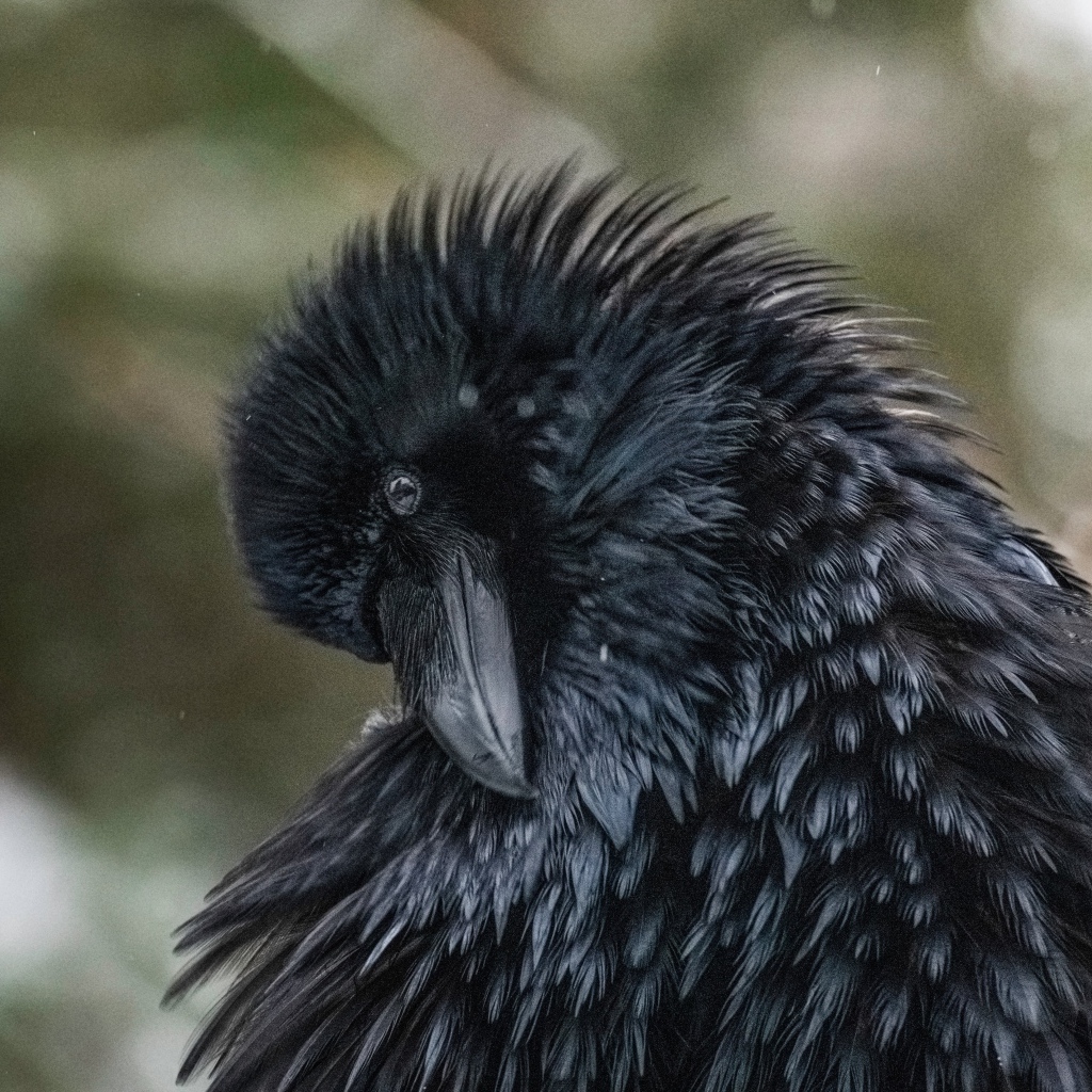 Большой черный ворон взъерошил перья